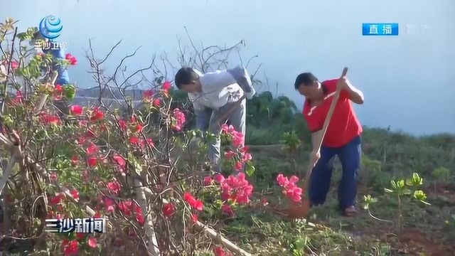 三沙开展植树活动 “增绿护蓝”保护岛礁生态