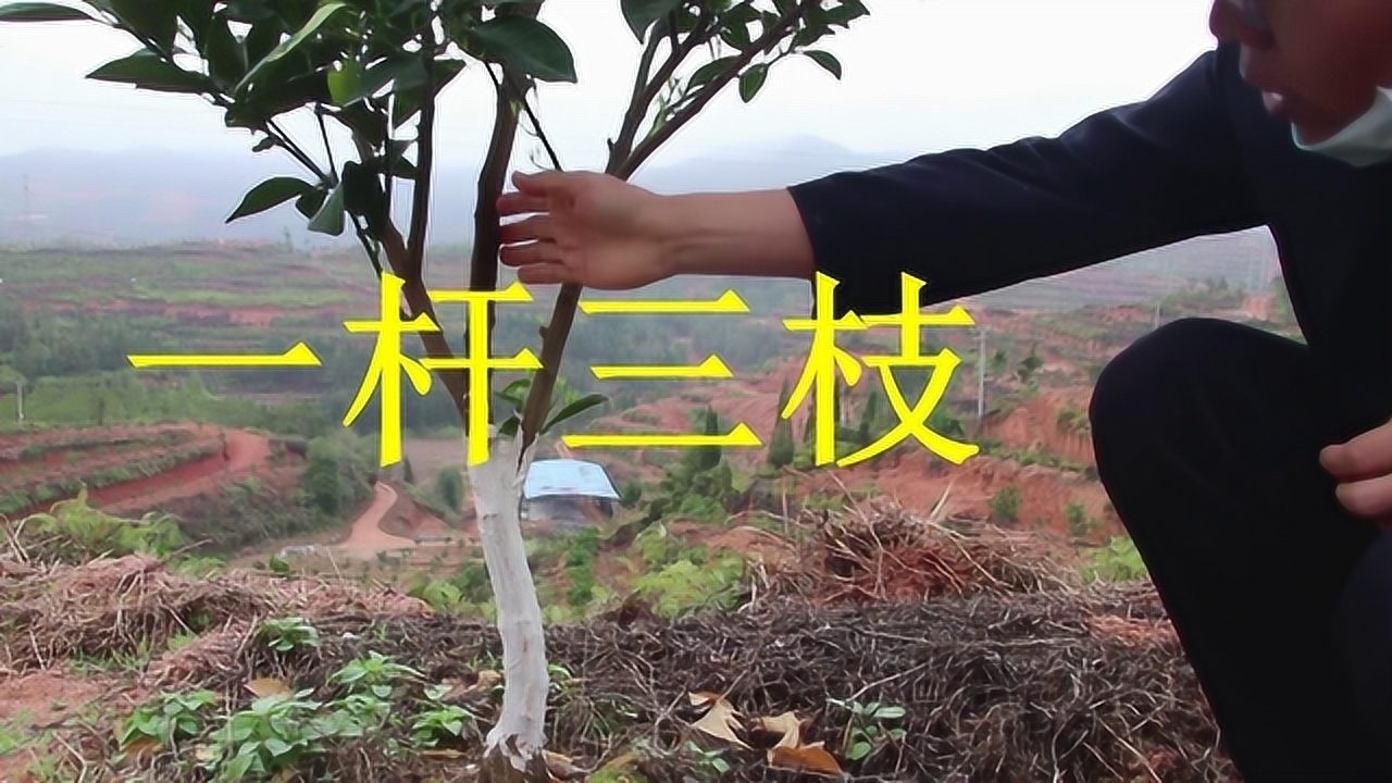 果树修剪要诀,"一杆三枝"定型思路,大家觉得怎么样?