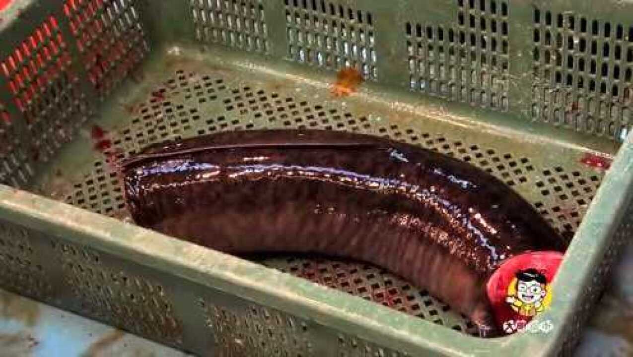 西环鱼王生劏小腿大的花锦鳝,200大洋一斤,档主推荐豉汁蒸最好吃