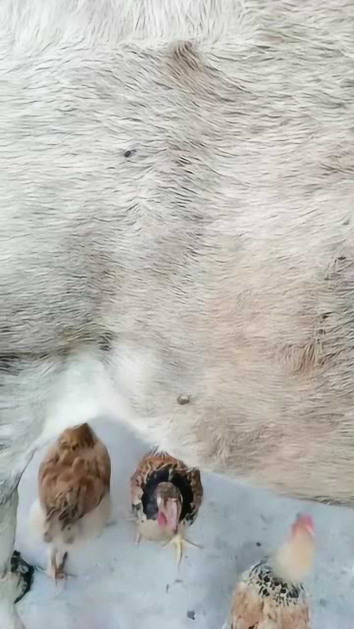 给牛剔虱子,看看牛身上的大虱子,这得喝了多少血啊