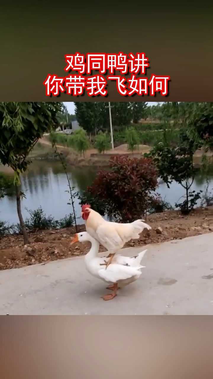 鸡同鸭讲你带我飞如何
