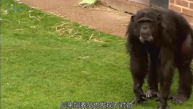 世界上罕见的猩猩,全身无毛,价值50亿美元