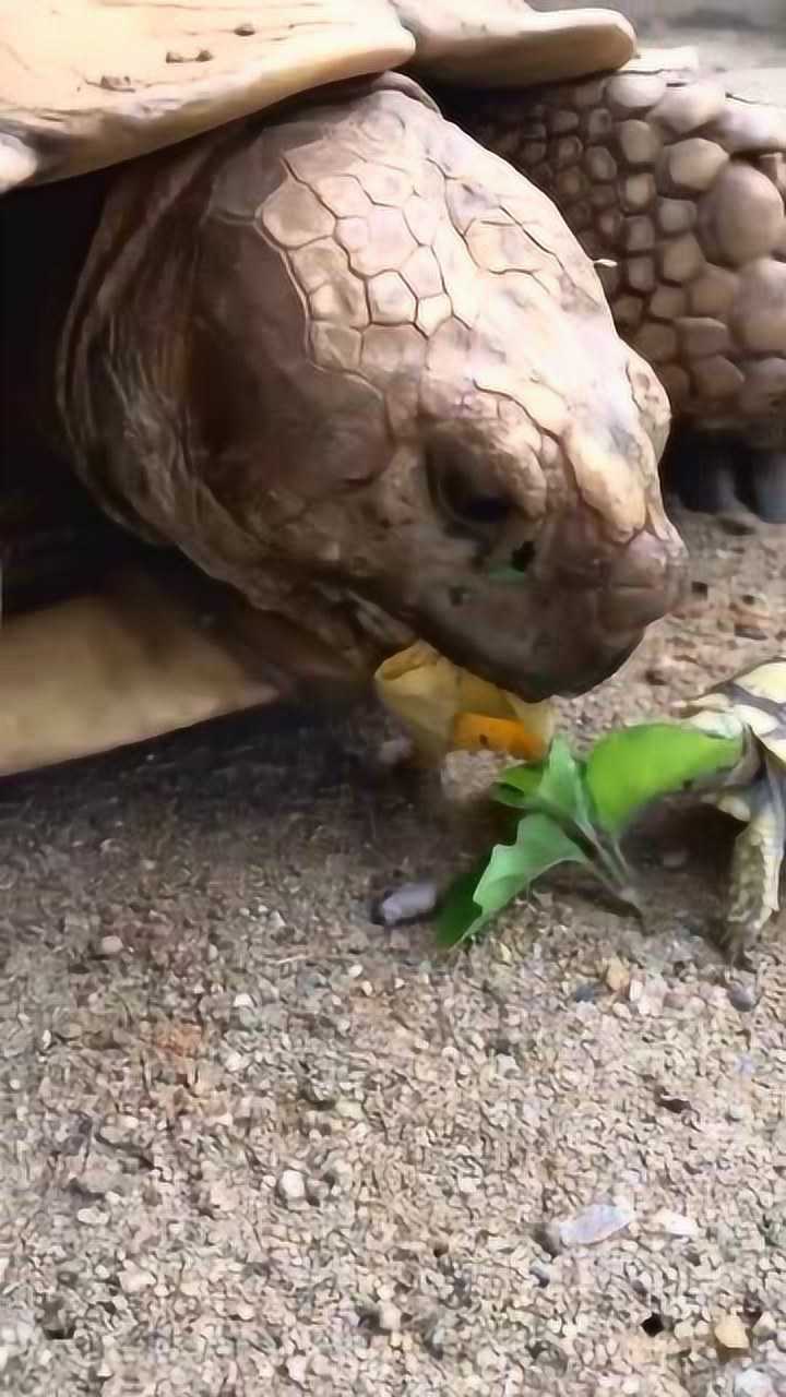 小乌龟吃树叶觅食能力非常之强生存绝不是问题