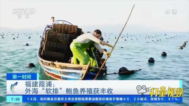 福建霞浦:一起来看!外海“软排”鲍鱼养殖获丰收|央视网