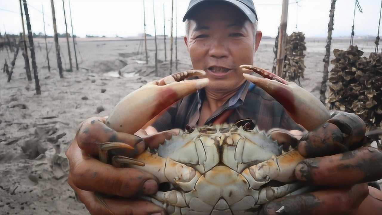 泰叔赶海抓到宝了竹筒倒出近一斤的白公蟹这拿去卖能有不少钱