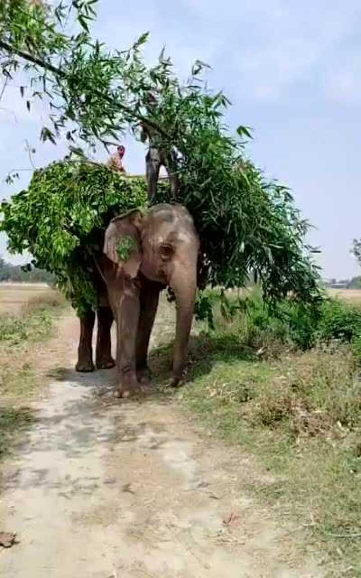 泰国大叔用大象干农活可怜的大象起早贪黑干苦力还吃不好睡不够