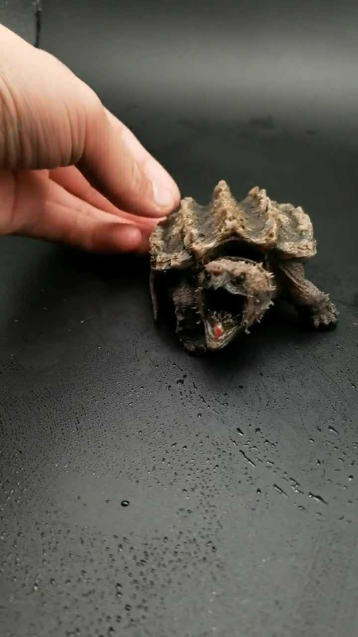 今天给你们看看鳄鱼龟的真实面目,感觉特别可怕