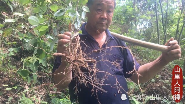 这个植物根,老药农到一辈子交道,很亲切