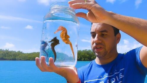 牛人小哥徒手抓马,稀奇海马被抓上岸,网友:这当药材能值万金!