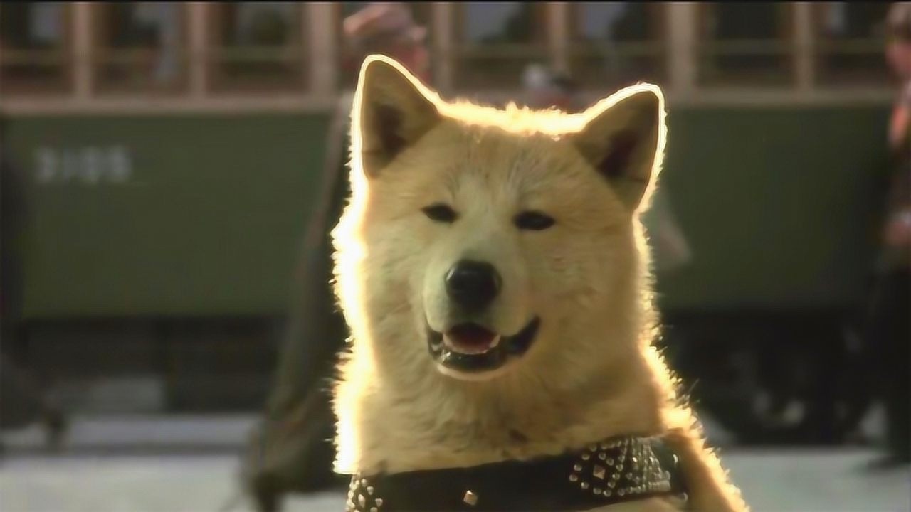 忠犬八公物语价值21亿日元的秋田犬阿八至少10亿人被他感动