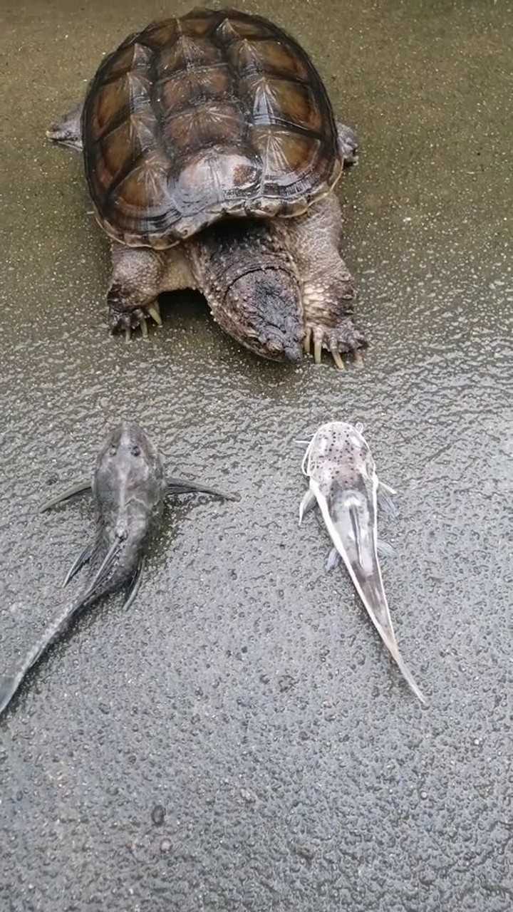 鳄鱼龟陆地捕食