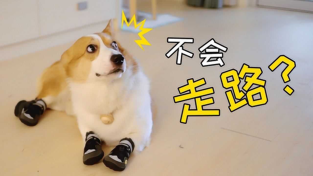 给柯基穿上鞋子狗子们开始出现奇葩走姿