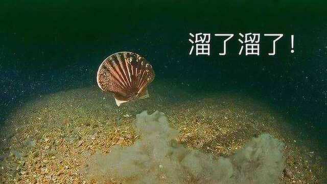 证监会对獐子岛公司案作出行政处罚及市场禁入决定