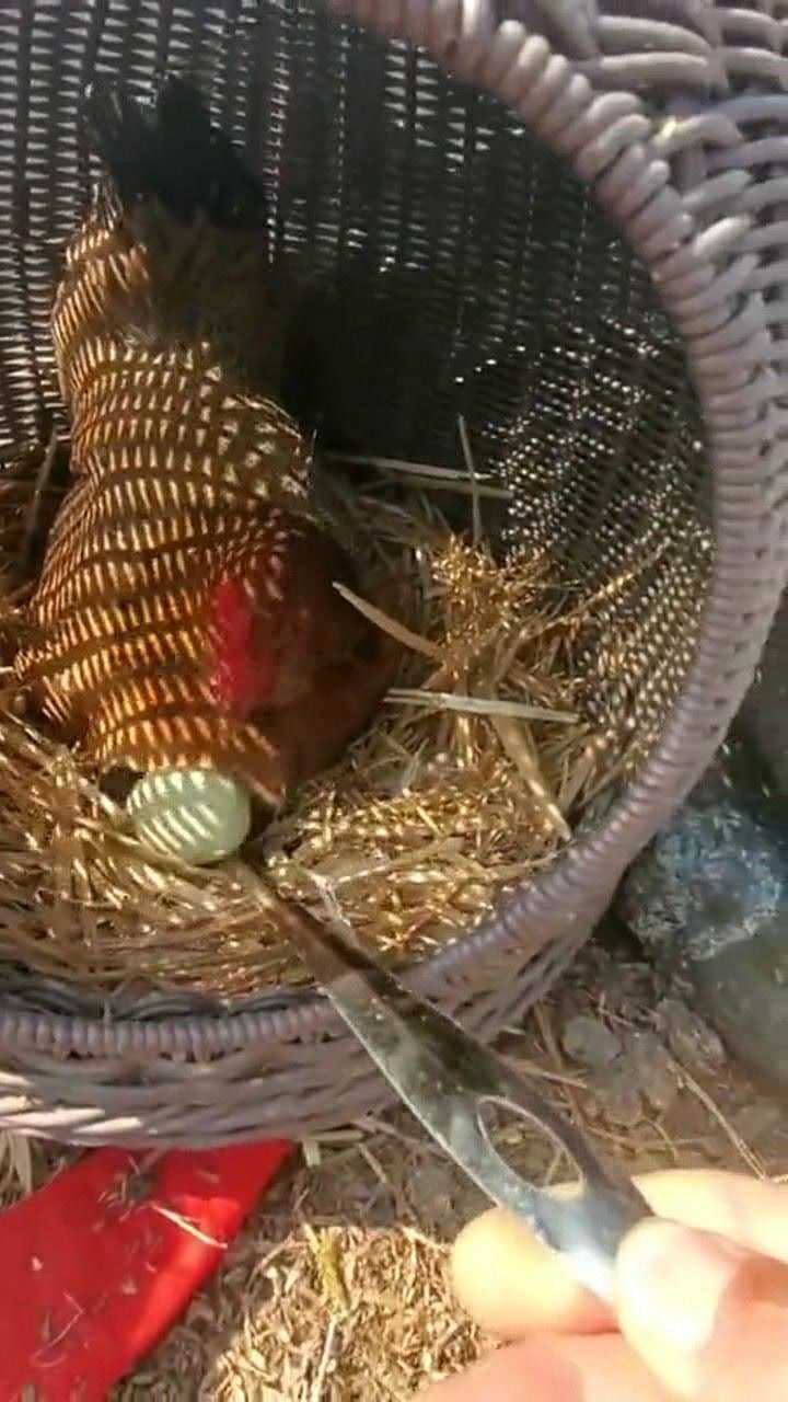 母鸡蹲在窝里下蛋,主人竟然用铁勺现场取蛋!鸡:这是我刚下的啊