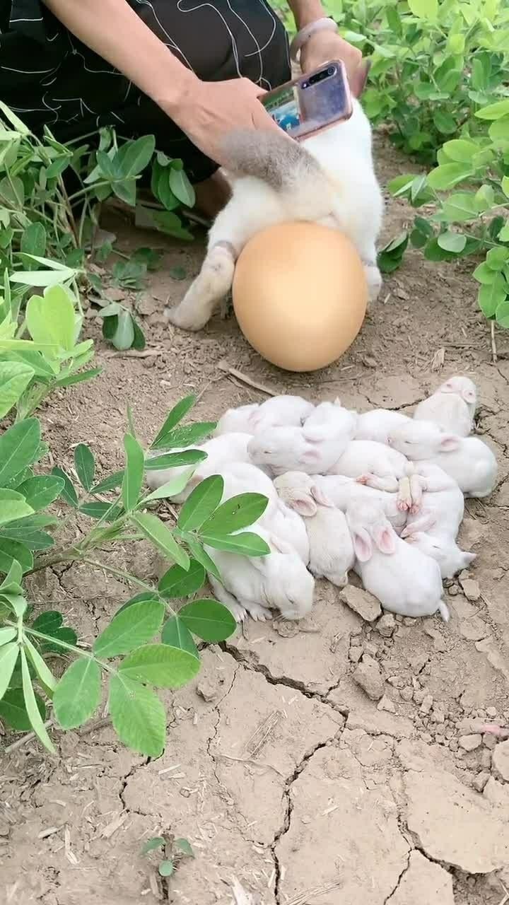 哇哦我家的大兔子妈妈又生了许多的小兔子宝宝