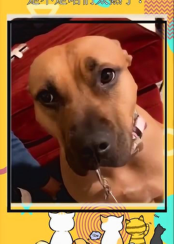 狗:我tm是不是给你脸了?这么欺负我!