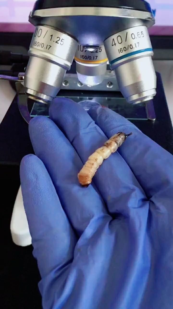 米斗虫别名云实蛀虫黄寮狼虫肉肉虫