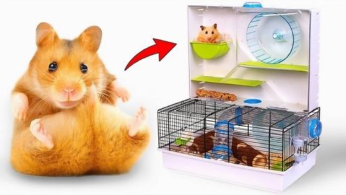 让你的仓鼠好好大玩特玩：开箱小动物乐园拱廊仓鼠之家！