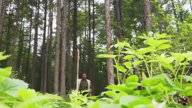 守护20多年的人参,心怀敬畏请出山,遇上长白山粮食酒,越喝越旺