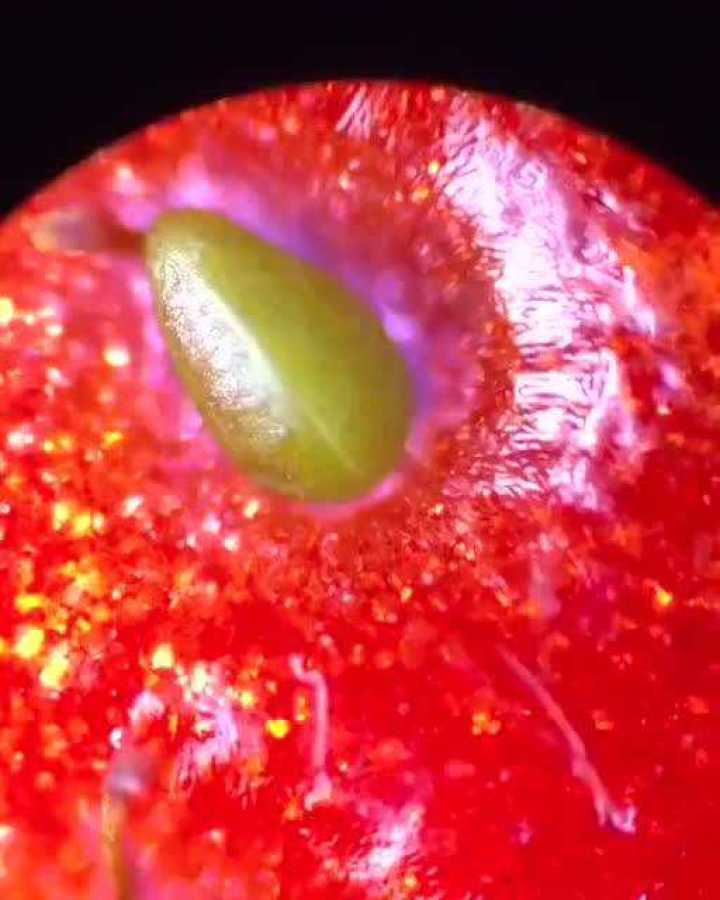显微镜下的草莓图片