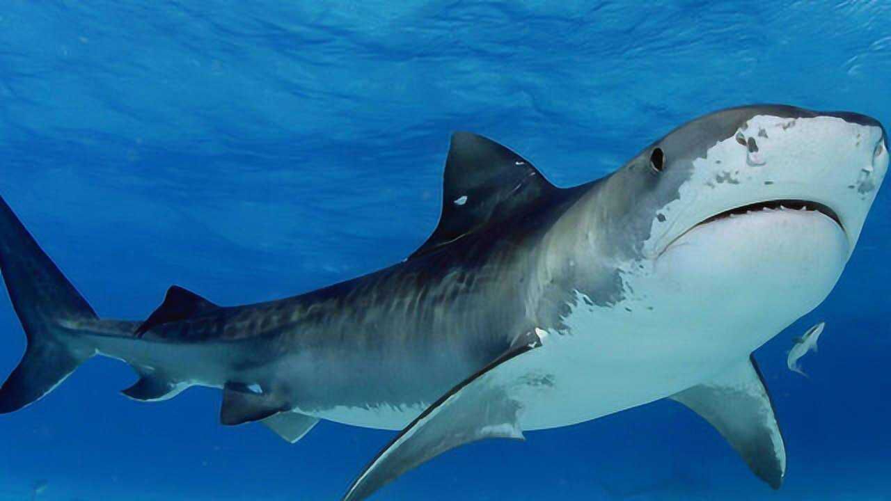 场面太震撼大白鲨猛然出现咬住诱饵一旁摄影师看呆了