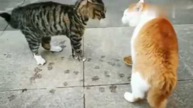 狸花猫和橘猫为了粮食,准备大打出手,橘猫好像有点怂