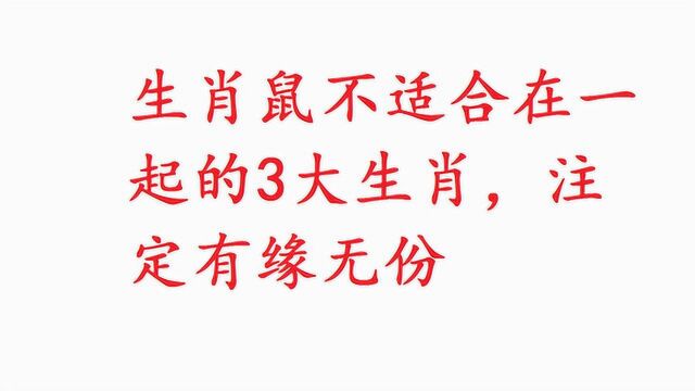 生肖鼠不适合在一起的3大生肖,注定有缘无份,看看有没有你?