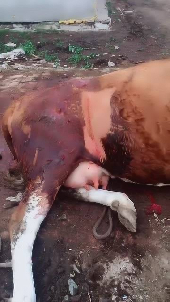 给牛做的剖腹产现在手术完成了牛妈妈就好好养身体吧
