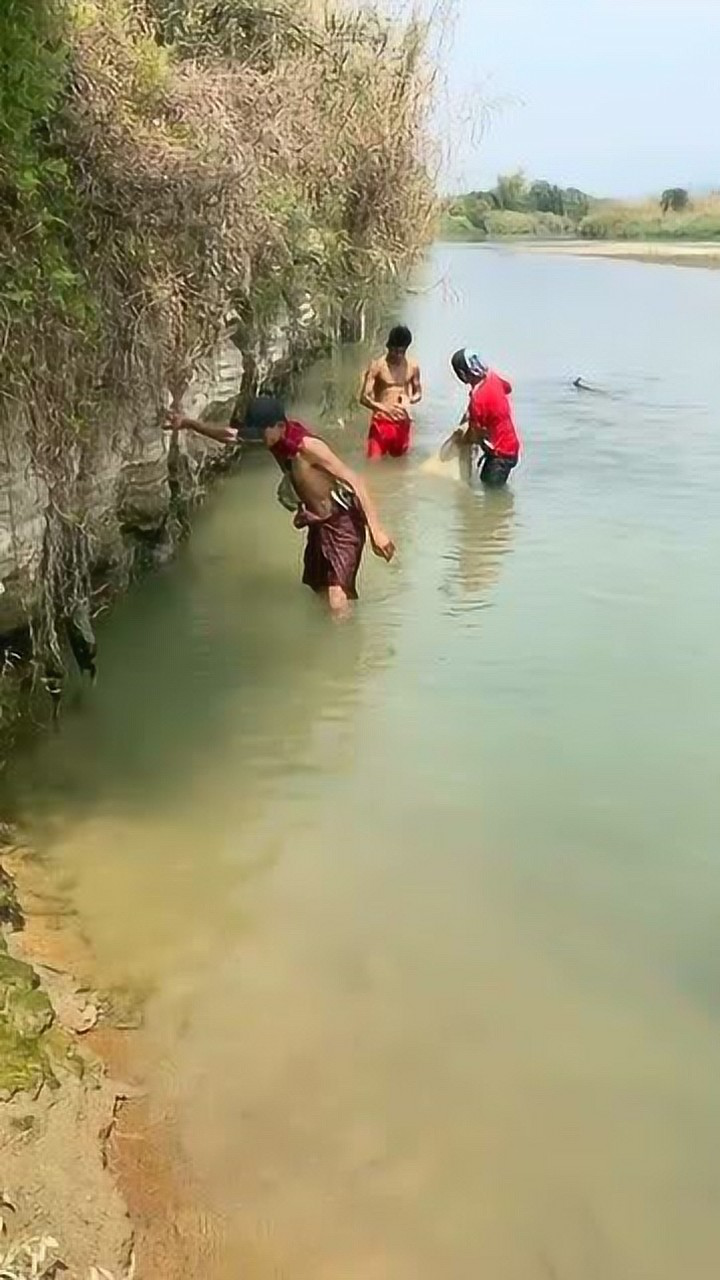 缅甸人抓鱼,没有什么工具,都是靠人工直接捉