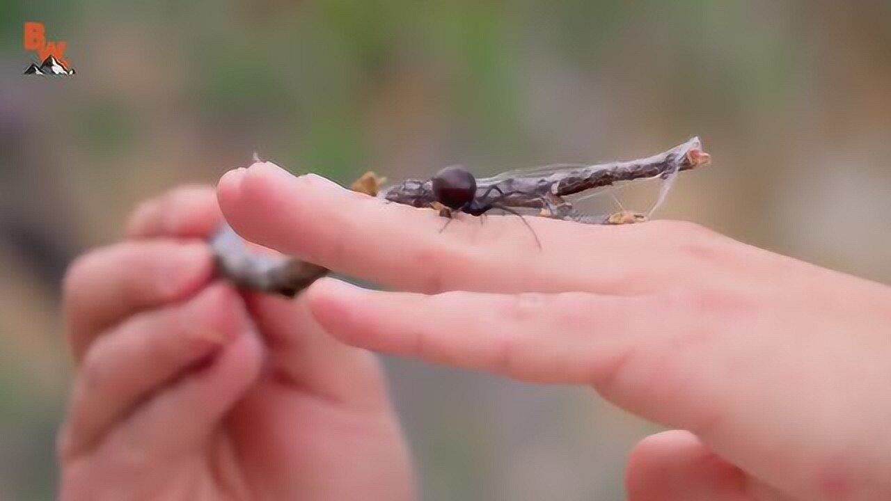 老外作死,徒手抓蜘蛛黑寡妇被咬!