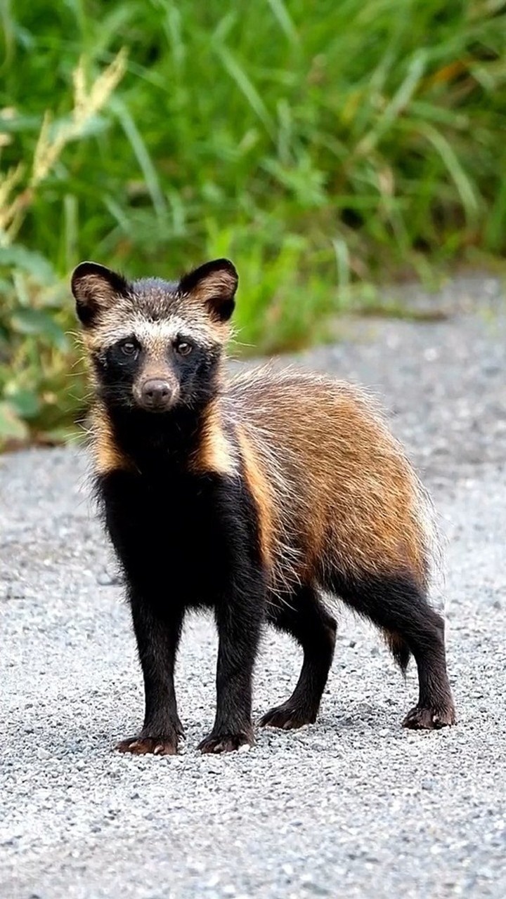 长得极像小浣熊又非常古老的犬科动物.