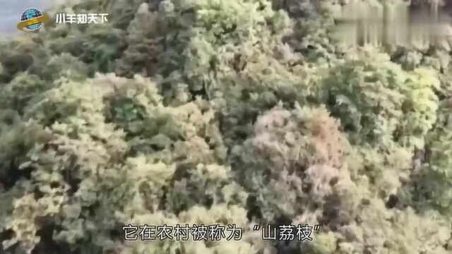 农村这树结的果实像荔枝,没人吃,树心却很珍贵