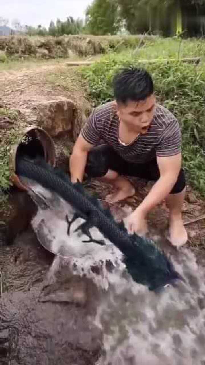 抓鱼看到一条龙太吓人了
