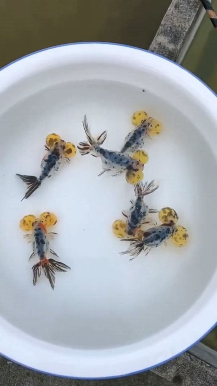 大眼萌金鱼不好养,活不了几天就死了, 是我的方法不对?