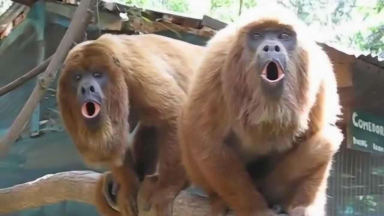 超有趣的猴子,吼叫的声音也很独特