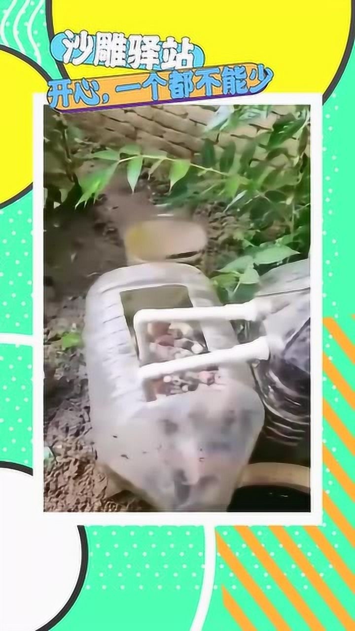 两个废弃油桶做成的鱼缸水循环连过滤系统都有养鱼当然不会差