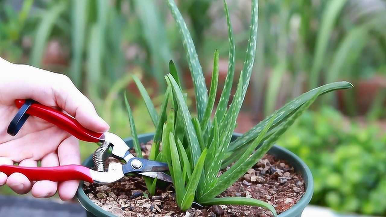 现代诗芦荟图片