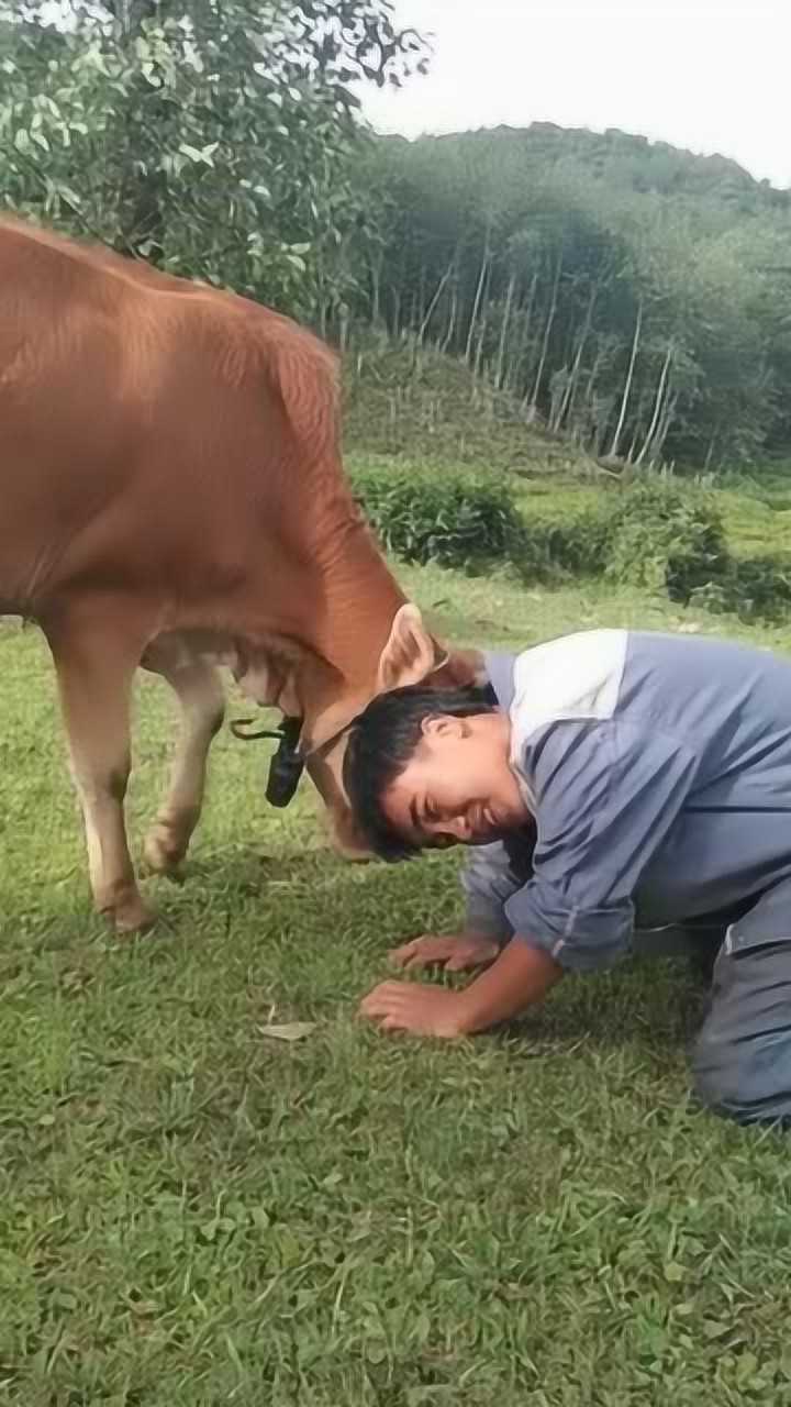 你还敢斗牛怎么样知道厉害了吧被牛踢了吧