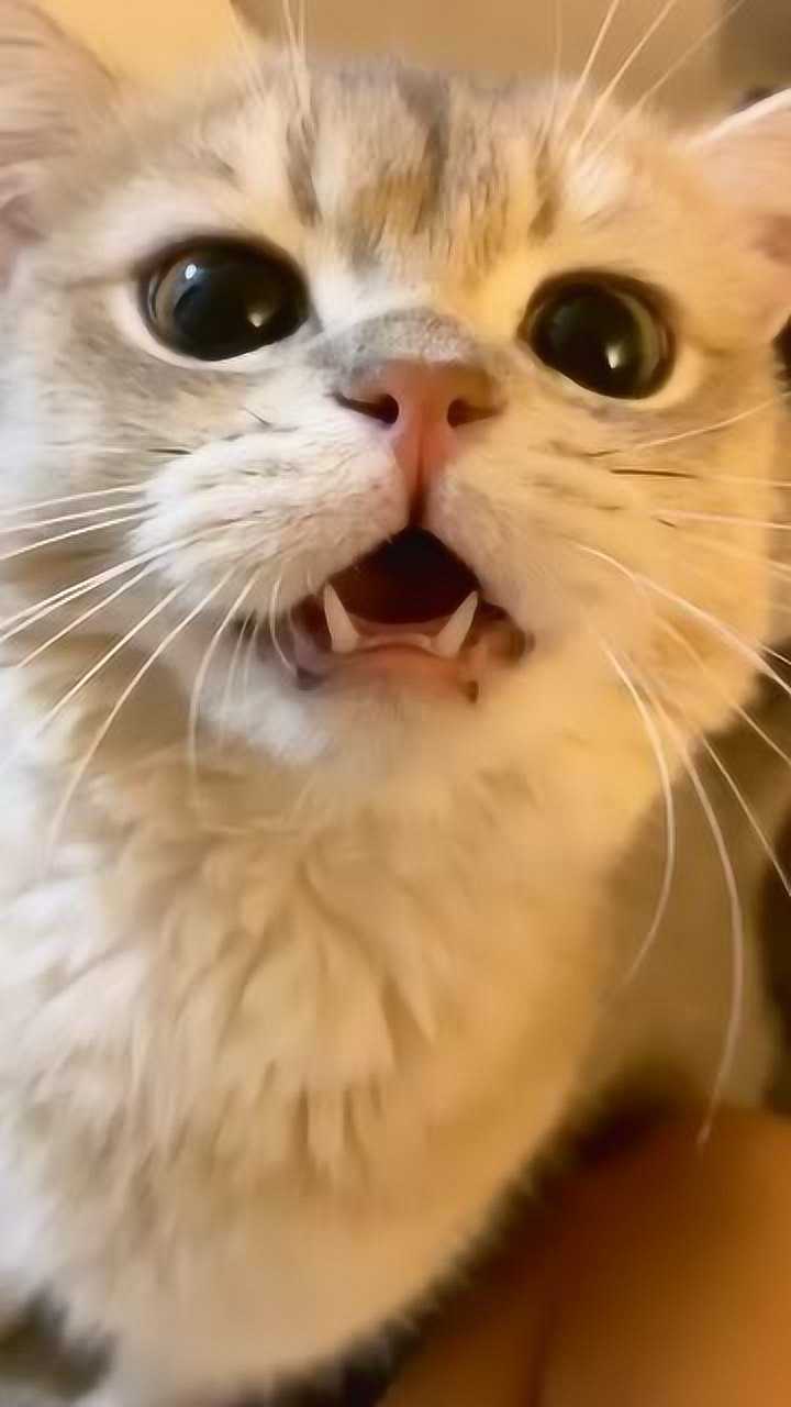 大家小点声笑,cash宝宝面子薄