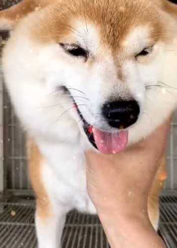 柴犬太命苦了,居然被主人锁喉了,它那害怕的表情我能笑三天