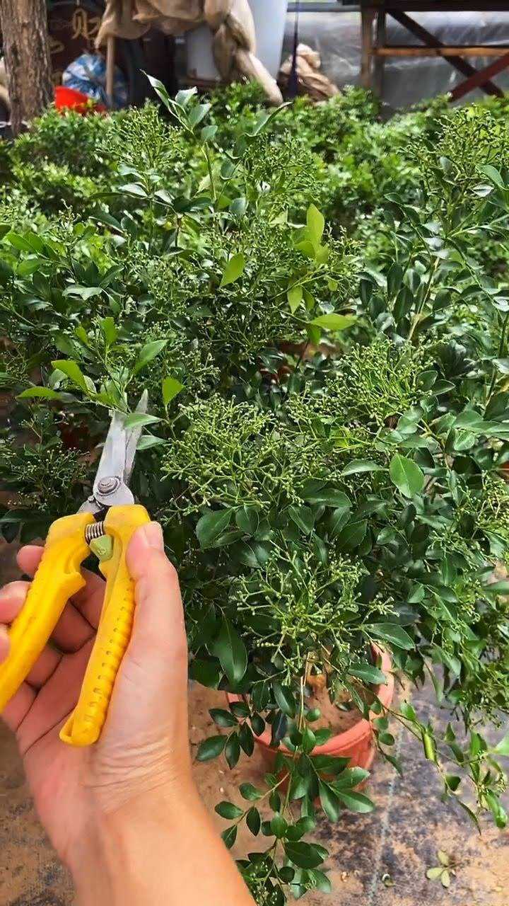 精品小叶九里香越修剪花苞长的越多这个季节正是开花的时候