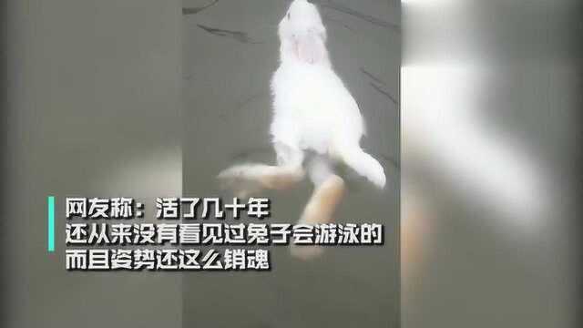 兔子在水里游泳姿势销魂,看到脚后,网友:这么大的脚?