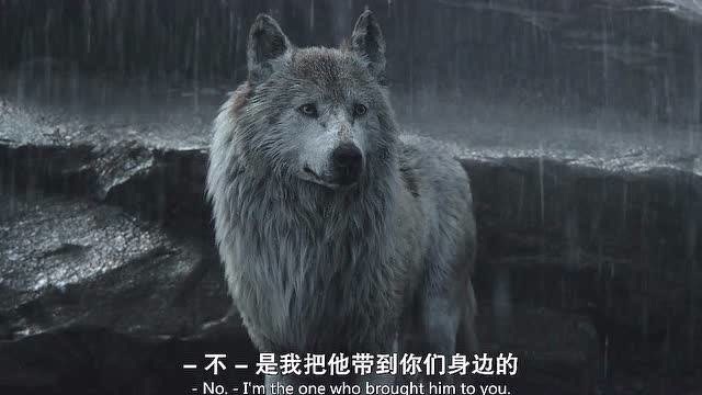 电影奇幻森林被狼群养大的小孩长大后被老虎追杀