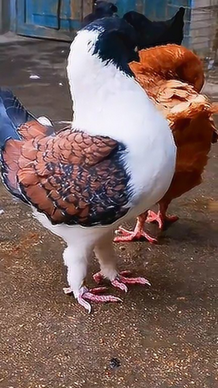 鸽子和鸡杂交后它们的后代长这样取个什么名字好呢