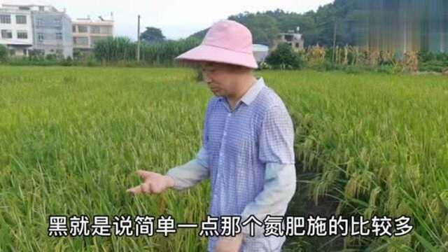 稻纵卷叶螟怎么治?带你走进稻田,防治只要做到以下几步!