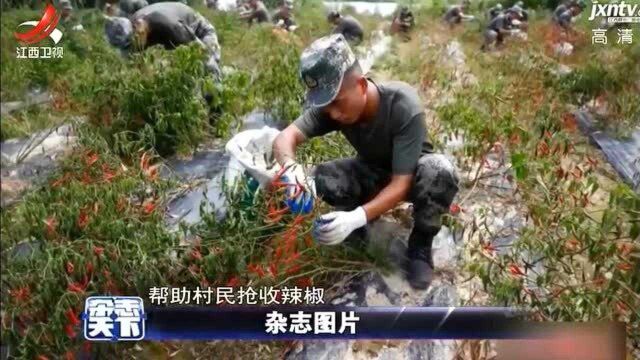 九江湖口:武警官兵帮农摘辣椒