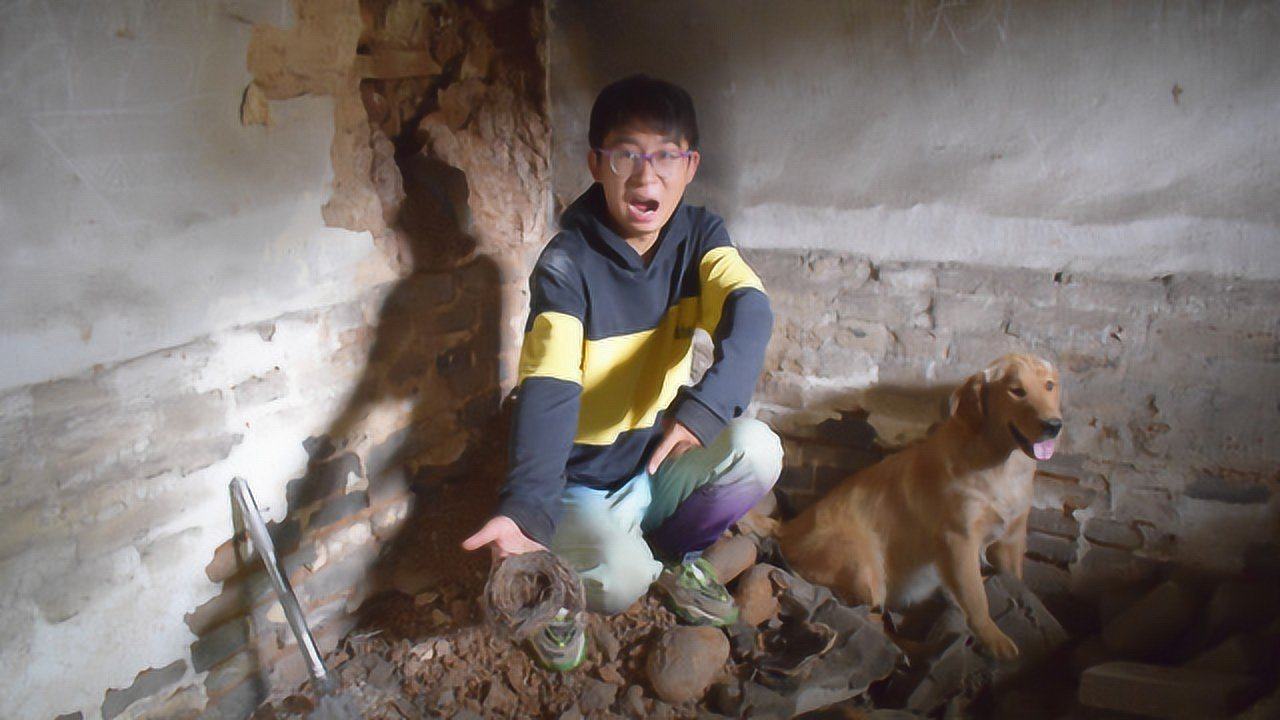 老宅传出叫声小伙带金毛去探险时,在墙洞里发现个鸟窝,咋回事?