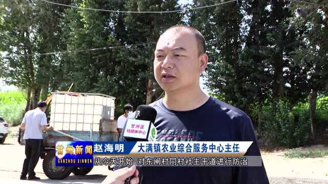 甘州区今年首轮杨树光肩星天牛化学防治已结束