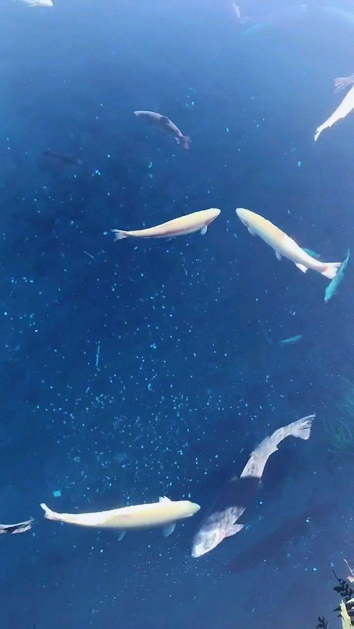 溪水清澈见底鱼儿自由自在的游动