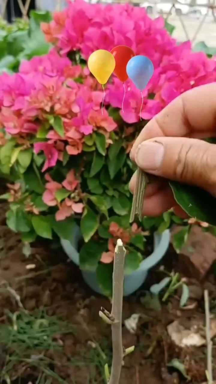 嫁接三角梅的正确方法